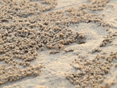 Küçük Hayalet yengeçler delikler kum kazma