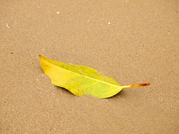 Капля зеленого листа на песчаном пляже — стоковое фото