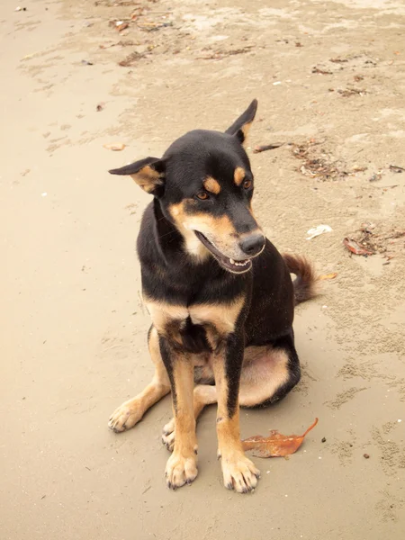 Thailändska hund på stranden — Stockfoto