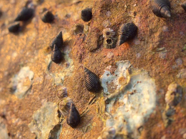 Shells and stones close up — Stock Photo, Image