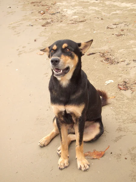 Thai dog on beach — Stock Photo, Image