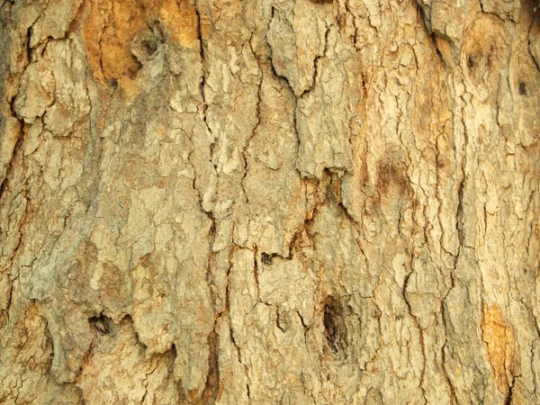 Konsystencja kory drzewa zbliżenie — Zdjęcie stockowe