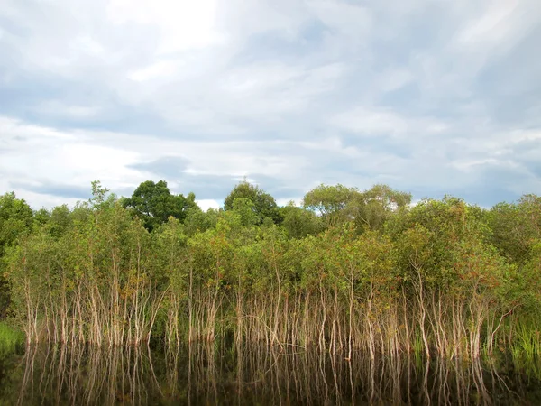 Bosque de manglares de cerca — Foto de Stock
