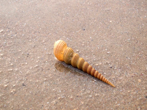 Shell på sand på nära håll — Stockfoto