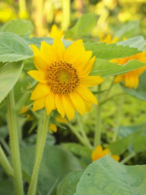 güzel sarı ayçiçeği yakın çekim