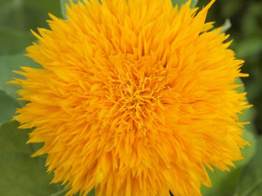 yeşil arkaplan ile sarı çiçek