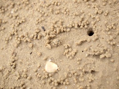 Küçük Hayalet yengeçler delikler kum kazma