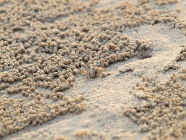 Küçük Hayalet yengeçler delikler kum kazma