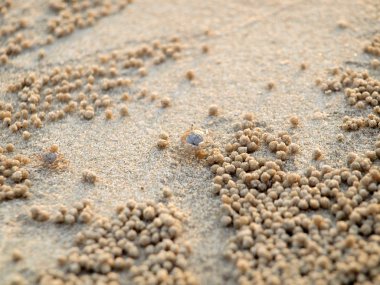 Küçük Hayalet yengeçler delikler kum kazma