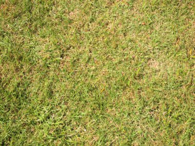 yeşil çim alan sorunsuz arka plan dokusu