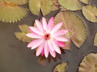 Lotus çiçek ve yaprak lotus.