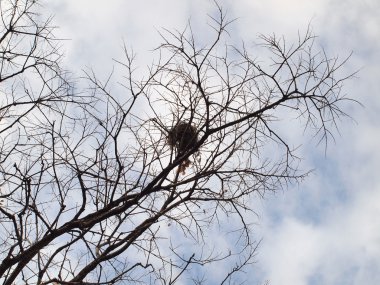 Yapraksız ağaçlar dallar