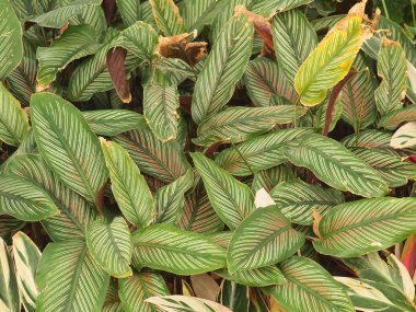 Yeşil doku arka plan makro yaprakları