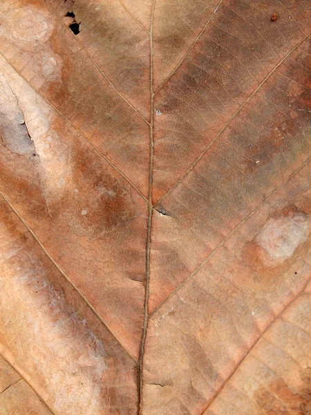 Текстура сухого коричневого листя — стокове фото