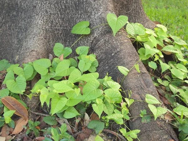 Epipremnum aureum op grond tree root — Stockfoto