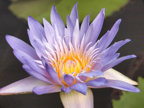 Mor lotus/mor lotus çiçekleri su — Stok fotoğraf