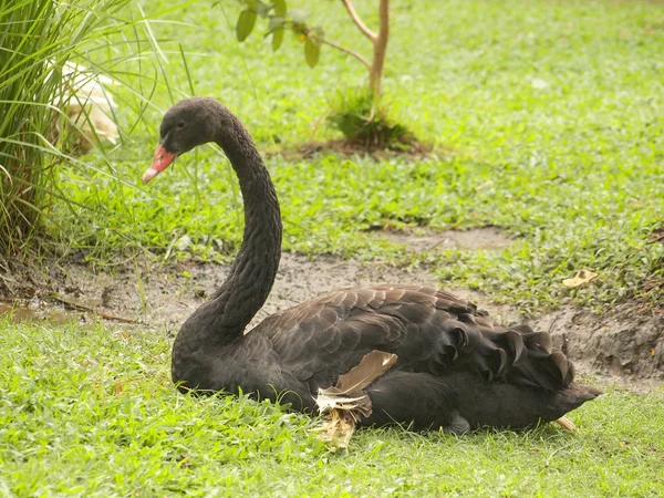 Cisne preto sentado na grama verde — Fotografia de Stock