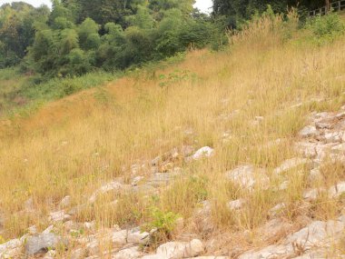 otlak arka plan yakın çekim