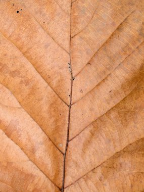 Kuru kahverengi yaprak doku