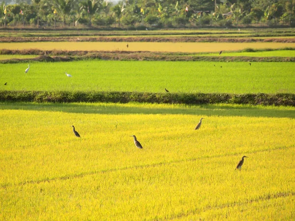 Aves à procura de comida nos campos da Tailândia — Fotografia de Stock