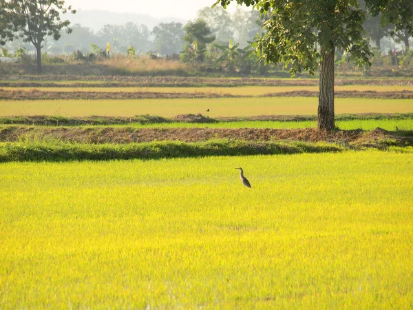 Uccello in cerca di cibo nei campi della Thailandia — Foto Stock