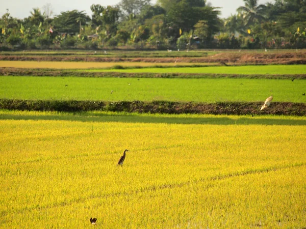 Pájaro buscando comida en los campos de Tailandia —  Fotos de Stock