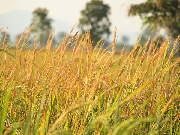 Fechar campos de arroz — Fotografia de Stock