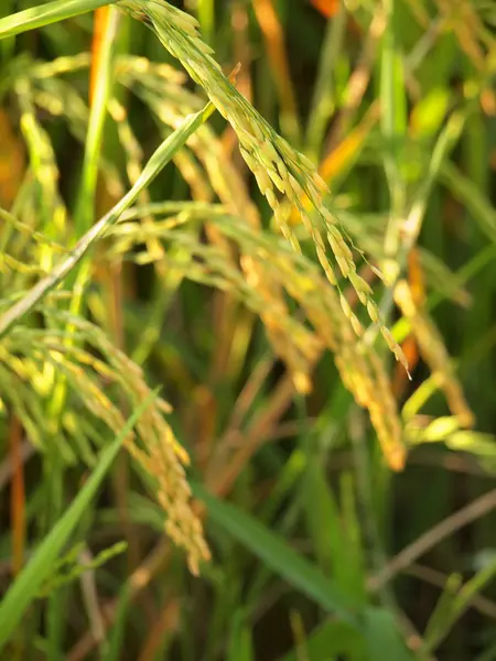 Close up of ripe rice in the paddy, Thailand — Stock Photo, Image