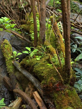 Yosun ve liken kapat