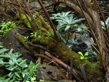 Yosun ve liken kapat