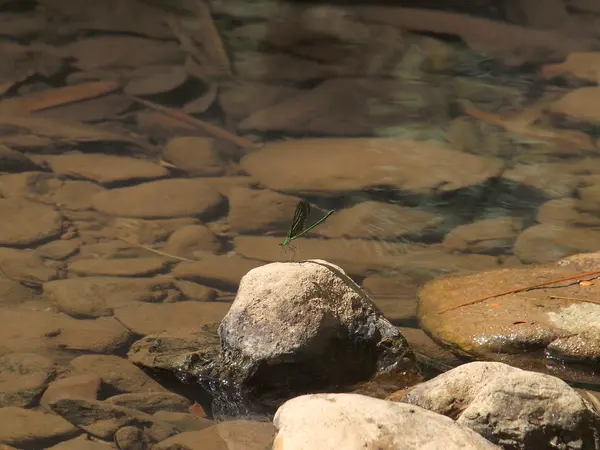 Green dragonfly on the rocks at waterfall — Stock Photo, Image