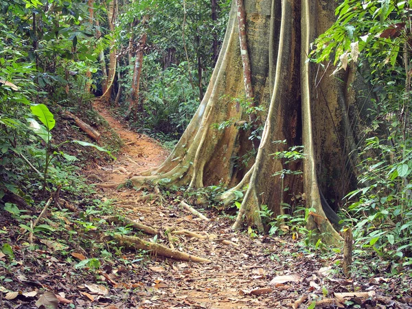 Big tree in forest — Stock Photo, Image