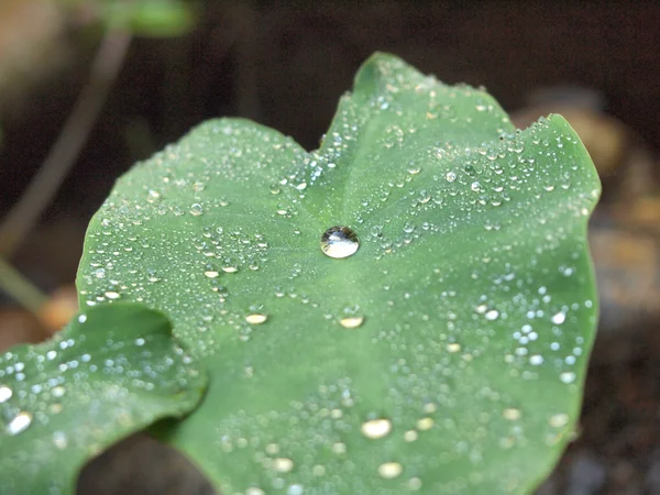 Zelený list s kapičkami vody, detail — Stock fotografie