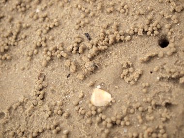 Küçük Hayalet yengeçler delikler kum kazma