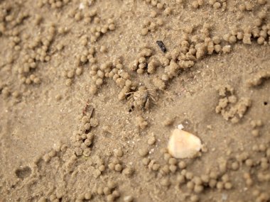 Küçük Hayalet yengeçler delikler kum kazma