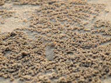 Küçük Hayalet yengeçler delikler kum kazma