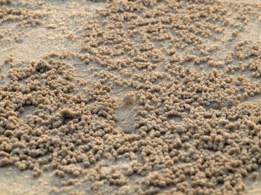 Küçük Hayalet yengeçler delikler kum kazma