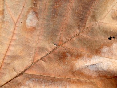 Kuru kahverengi yaprak doku