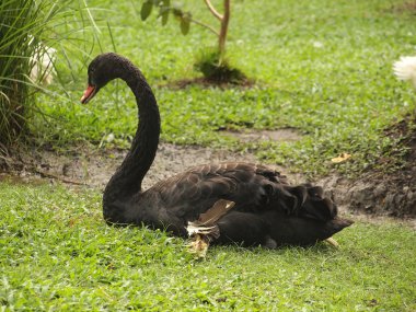Siyah Kuğu yeşil çim oturan