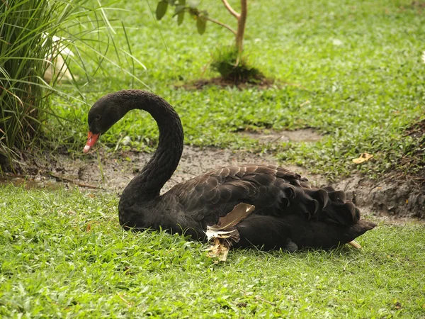 Černá labuť v zelené trávě — Stock fotografie