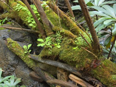 Yosun ve liken kapat