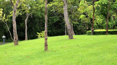 Taze çimleri olan Huzurlu Bahçe
