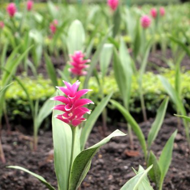 Bahçedeki çiçekler