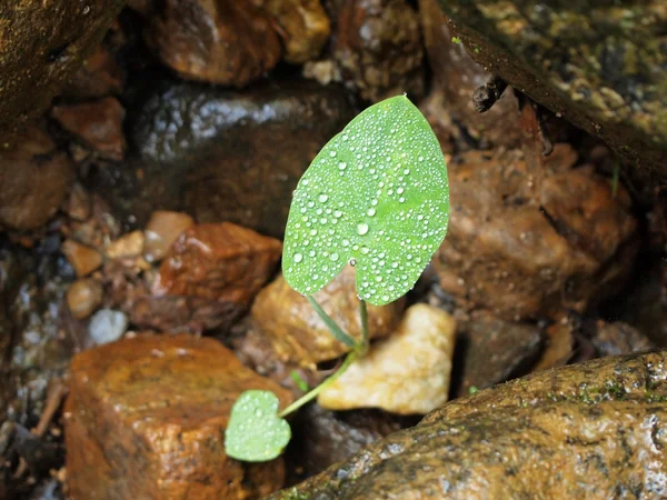 Feuille verte avec gouttelettes d'eau, Gros plan — Photo