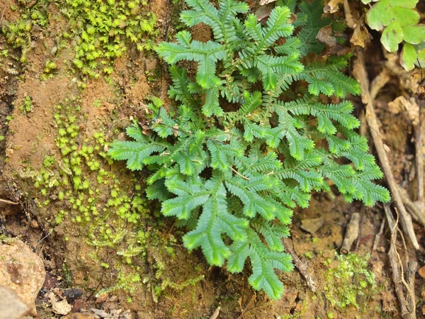 Fern leaf close-up — Stock Photo, Image