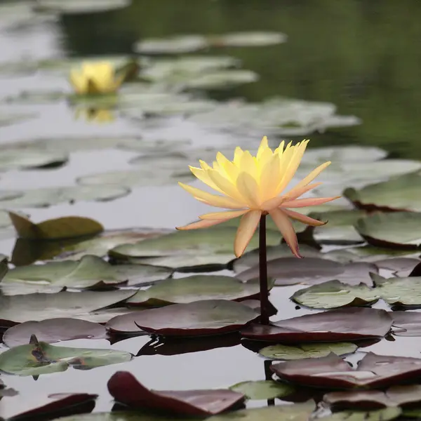 Close up of pink water lily — Stock Photo, Image