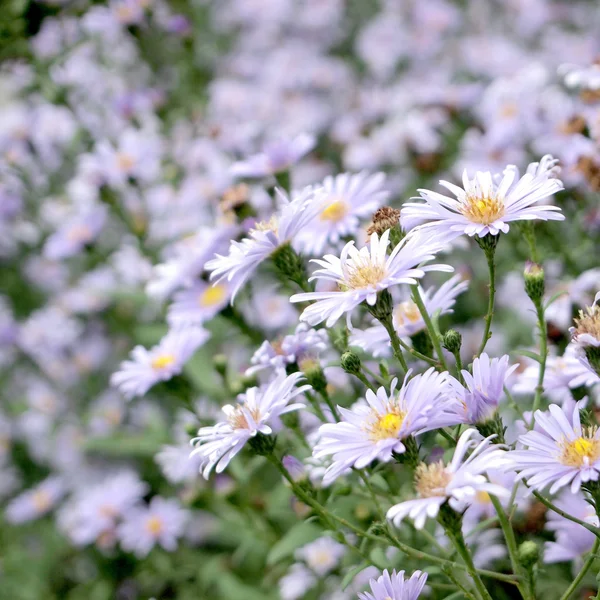 Fiori nel prato — Foto Stock