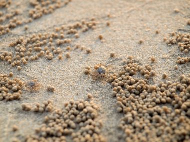 Küçük Hayalet yengeçler delikler kum kazma