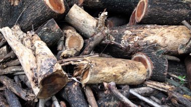 bir ağaç kütüğü fotoğrafı