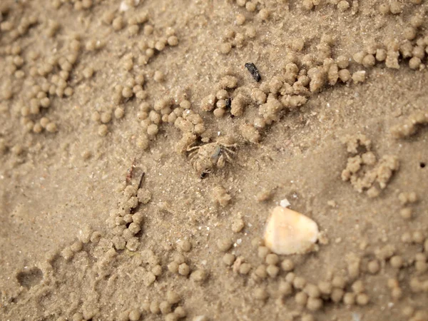 Petits crabes fantômes creusant des trous dans le sable — Photo